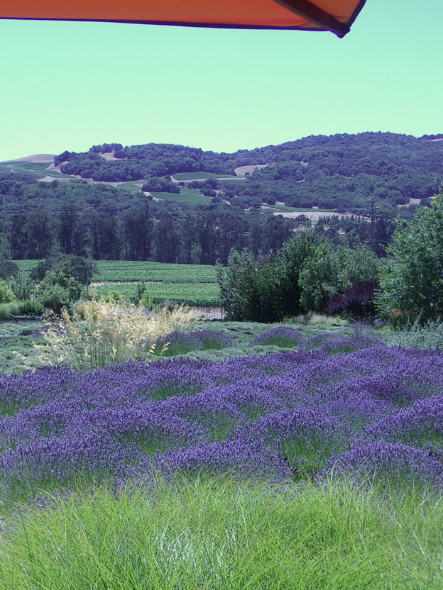winery_lavender2